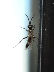 Agenioideus