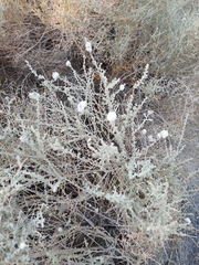 Krascheninnikovia lanata