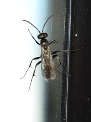 Agenioideus