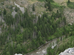 Abies sibirica
