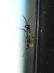 Agenioideus