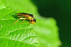 Pamphilius marginatus