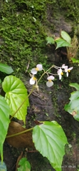 Begonia urophylla