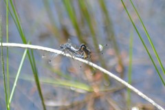 Leucorrhinia frigida