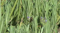 Anthidiellum strigatum