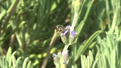 Anthidiellum strigatum