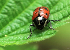 Cryptocephalus octopunctatus