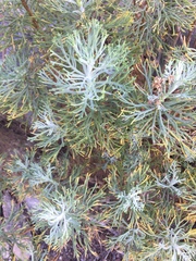 Hymenolepis