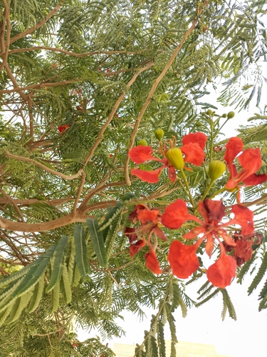 Delonix regia