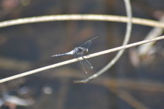 Leucorrhinia frigida