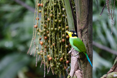 Psarisomus dalhousiae