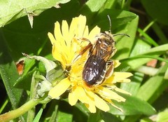 Simandrena