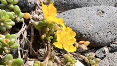 Portulaca psammotropha