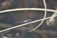 Leucorrhinia frigida