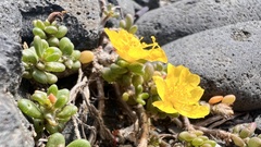 Portulaca psammotropha