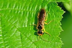 Pamphilius marginatus