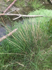 Juncus