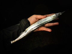 Japanese Halfbeak photo 4