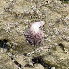 Talochlamys multistriata