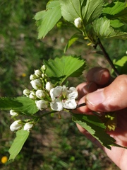 Crataegus fluviatilis