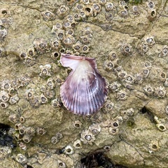 Talochlamys multistriata