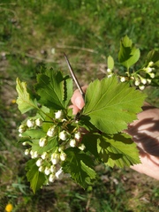 Crataegus fluviatilis