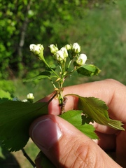 Crataegus fluviatilis