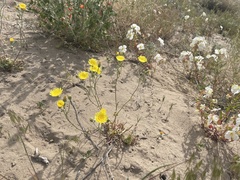 Malacothrix sonchoides