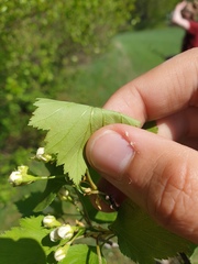 Crataegus fluviatilis