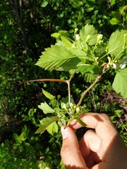 Crataegus fluviatilis