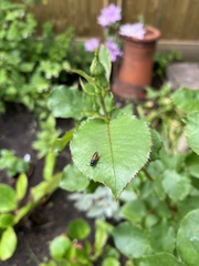 Arge pagana stephensii