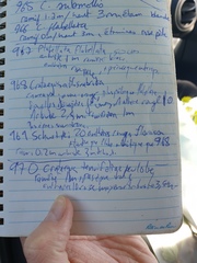 Crataegus fluviatilis