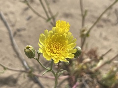 Malacothrix sonchoides