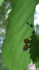 Halyzia sedecimguttata