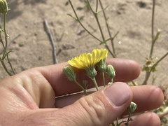 Malacothrix sonchoides