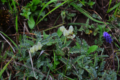 Astragalus tymphresteus