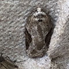 Acleris subnivana