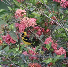 Icterus mesomelas