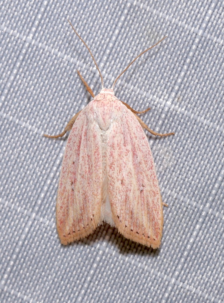 Amolita roseola