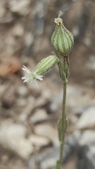 Silene germana