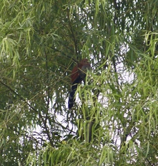 Piaya cayana