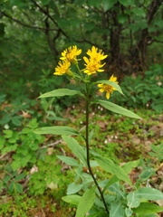 Solidago virgaurea lapponica