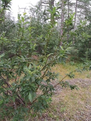Salix jenisseensis