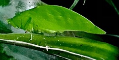 Petaloptera zendala