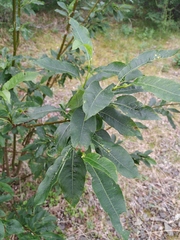 Salix jenisseensis