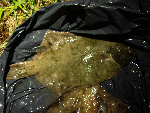 Dark Flounder