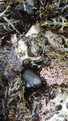 Ocenebrinae