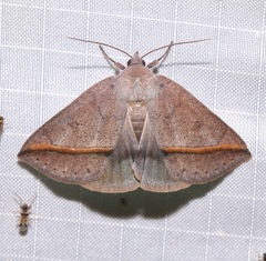 Argyrostrotis flavistriaria