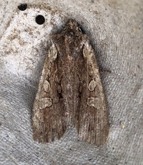 Lithophane oriunda