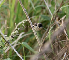 Sporophila morelleti